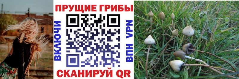 где можно купить   Карасук  Псилоцибиновые грибы прущие грибы 