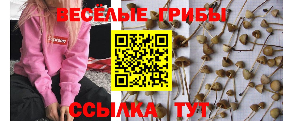 Псилоцибиновые грибы Psilocybe  Вход с VPN  Псилоцибиновые грибы Cubensis  где найти   Карасук 